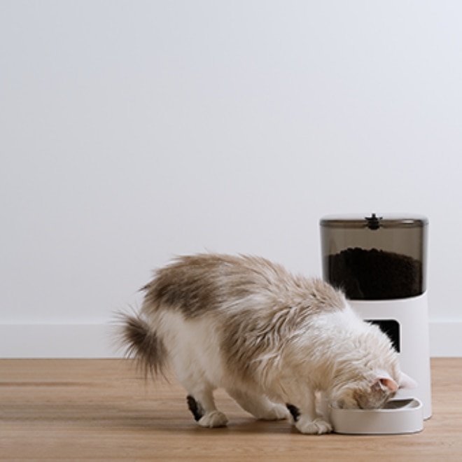 Katze frisst aus weißem automatischen Futterspender.